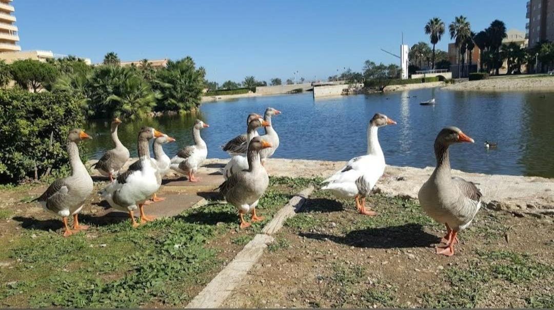 Apartament Arena Y Mar Tavernes de Valldigna Zewnętrze zdjęcie